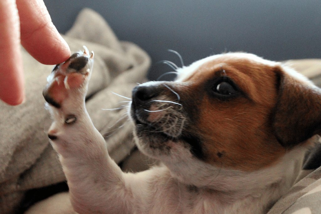 dog