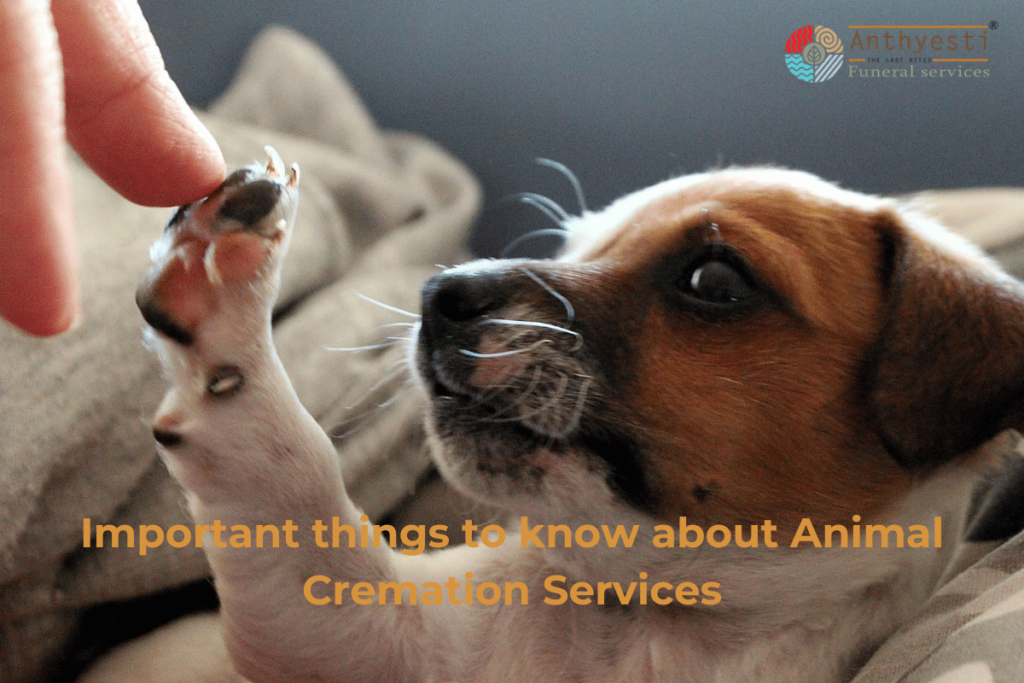 Important things to know about Animal Cremation Services